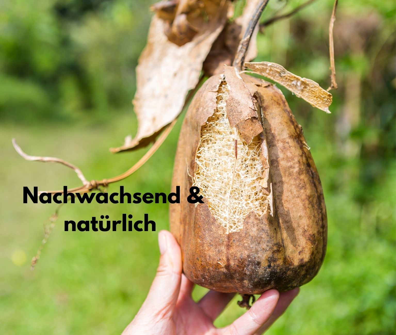 Luffa-Peeling-Pads im 5er-Pack