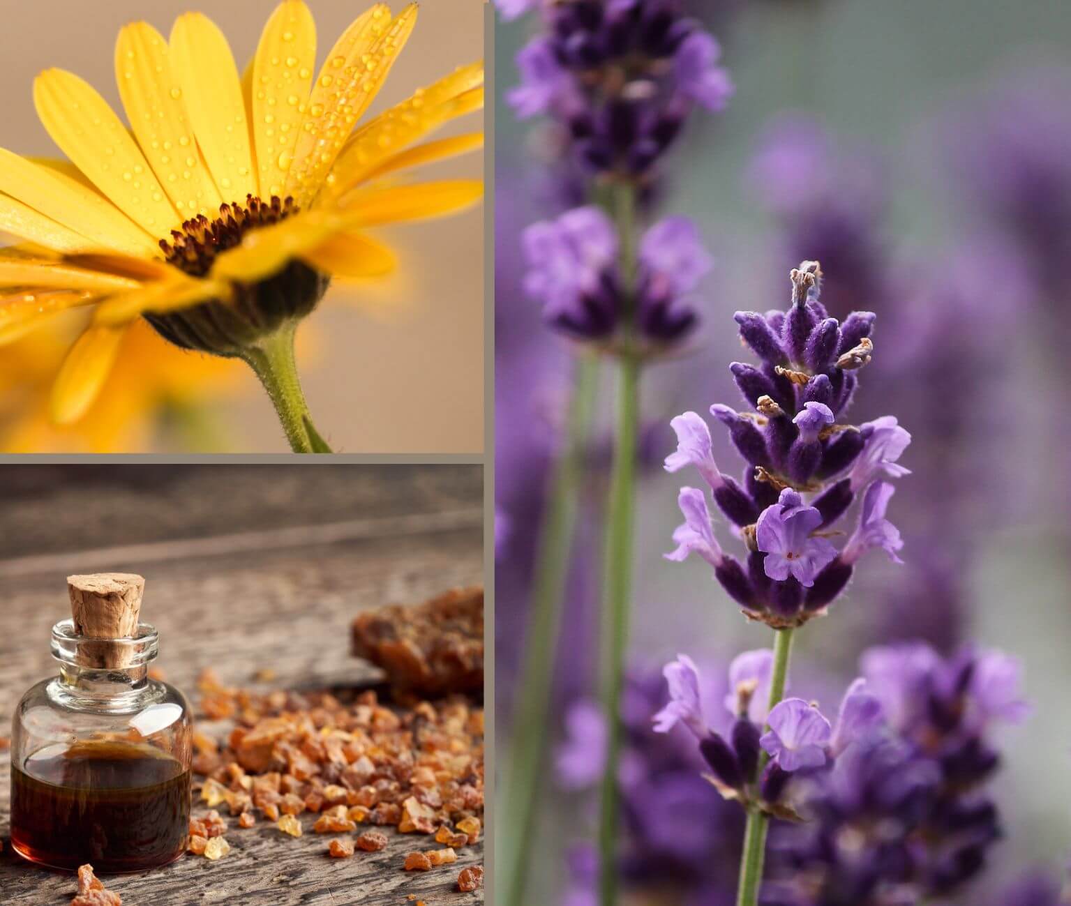 Lavendel, Calendula, Myrrhe