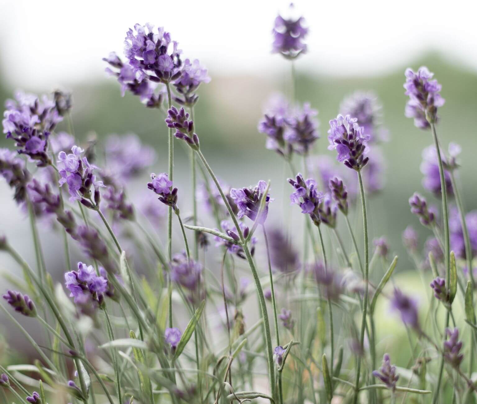 biologische Herstellung